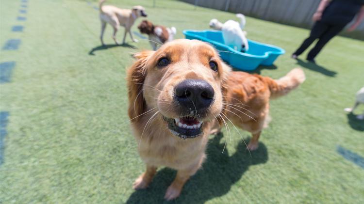 Dog playing outside in the summer.